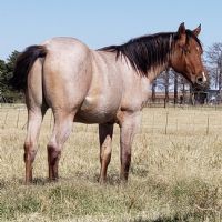 Roany Saltita's 2019 Dun Roan Colt